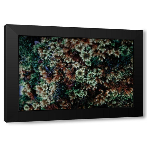Moss Detail Black Modern Wood Framed Art Print by Catterall, Elise