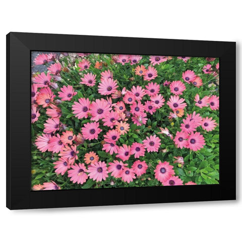 Pink Spring Black Modern Wood Framed Art Print with Double Matting by Goldstein, Ed