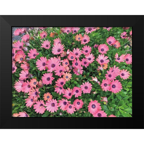 Pink Spring Black Modern Wood Framed Art Print by Goldstein, Ed
