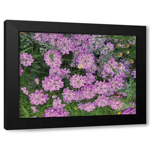 Purple Spring Black Modern Wood Framed Art Print with Double Matting by Goldstein, Ed
