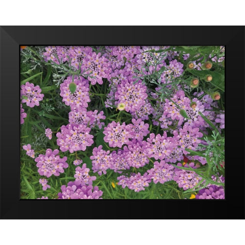 Purple Spring Black Modern Wood Framed Art Print by Goldstein, Ed