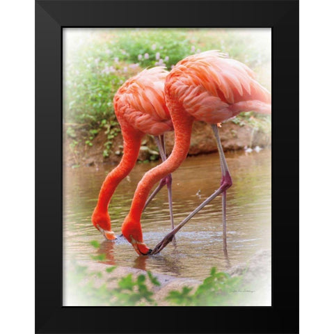 Two Flamingos Black Modern Wood Framed Art Print by Van Swearingen, Debra