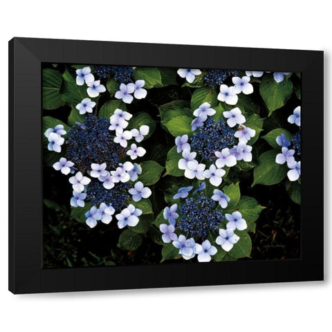 Hydrangeas Opening Black Modern Wood Framed Art Print with Double Matting by Van Swearingen, Debra
