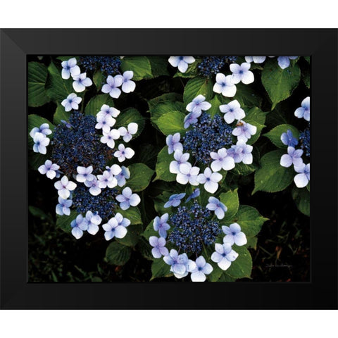 Hydrangeas Opening Black Modern Wood Framed Art Print by Van Swearingen, Debra