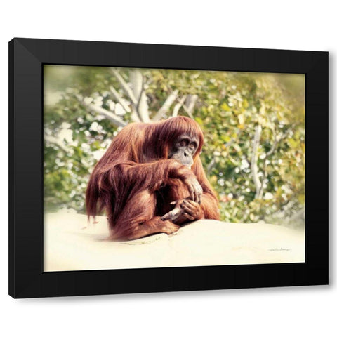 Orangutan Black Modern Wood Framed Art Print by Van Swearingen, Debra
