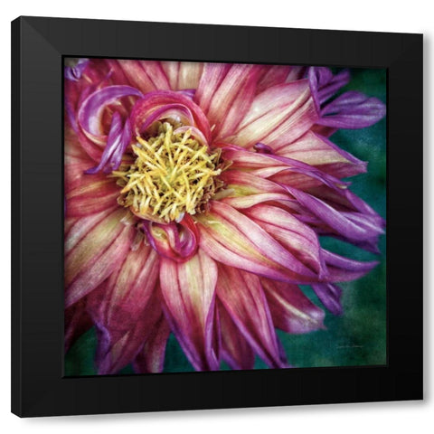 Dahlia I Black Modern Wood Framed Art Print with Double Matting by Van Swearingen, Debra