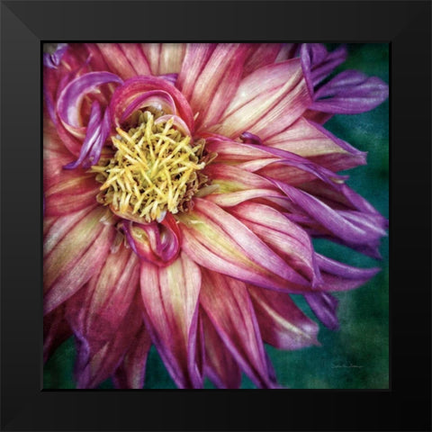 Dahlia I Black Modern Wood Framed Art Print by Van Swearingen, Debra
