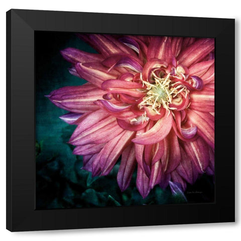 Dahlia II Black Modern Wood Framed Art Print with Double Matting by Van Swearingen, Debra