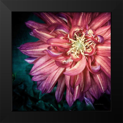 Dahlia II Black Modern Wood Framed Art Print by Van Swearingen, Debra