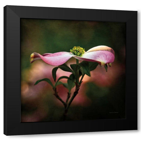Pink Dogwood I Black Modern Wood Framed Art Print with Double Matting by Van Swearingen, Debra