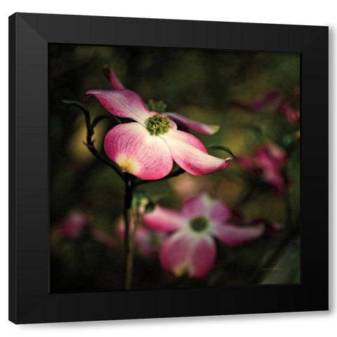 Pink Dogwood II Black Modern Wood Framed Art Print by Van Swearingen, Debra