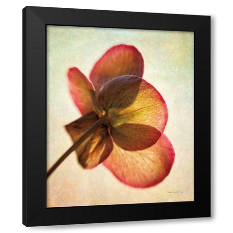 Lenton Rose I Black Modern Wood Framed Art Print by Van Swearingen, Debra