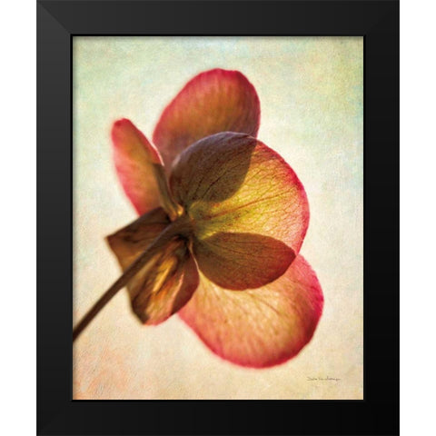 Lenton Rose I Black Modern Wood Framed Art Print by Van Swearingen, Debra