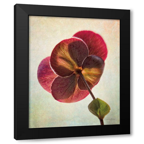 Lenton Rose II Black Modern Wood Framed Art Print with Double Matting by Van Swearingen, Debra