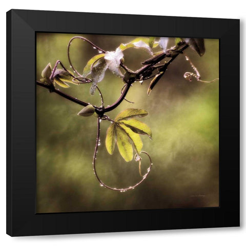 Passion Flower Vine I Black Modern Wood Framed Art Print by Van Swearingen, Debra