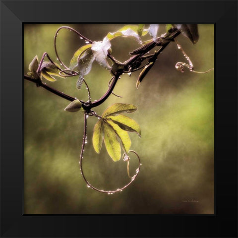 Passion Flower Vine I Black Modern Wood Framed Art Print by Van Swearingen, Debra