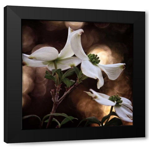 White Dogwood I Black Modern Wood Framed Art Print by Van Swearingen, Debra