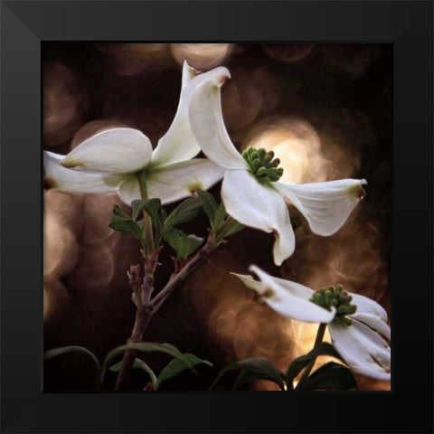 White Dogwood I Black Modern Wood Framed Art Print by Van Swearingen, Debra