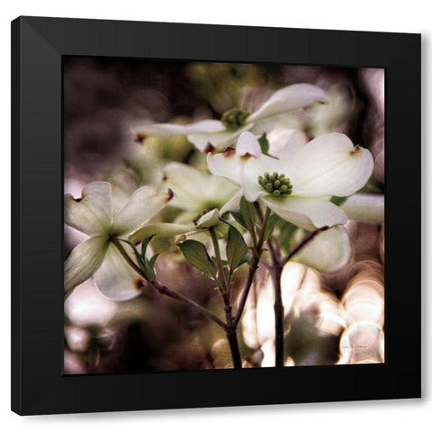 White Dogwood II Black Modern Wood Framed Art Print by Van Swearingen, Debra