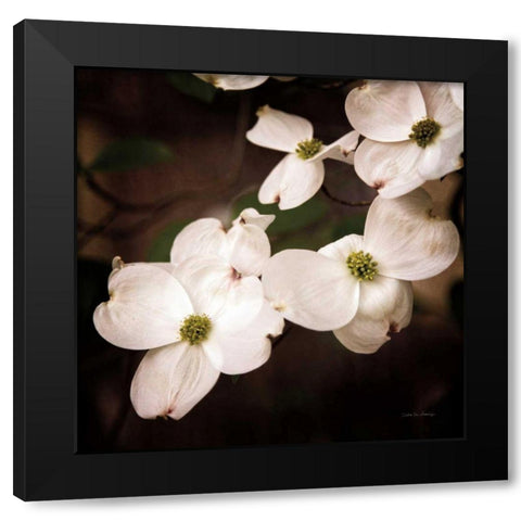 White Dogwood III Black Modern Wood Framed Art Print by Van Swearingen, Debra