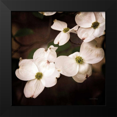 White Dogwood III Black Modern Wood Framed Art Print by Van Swearingen, Debra