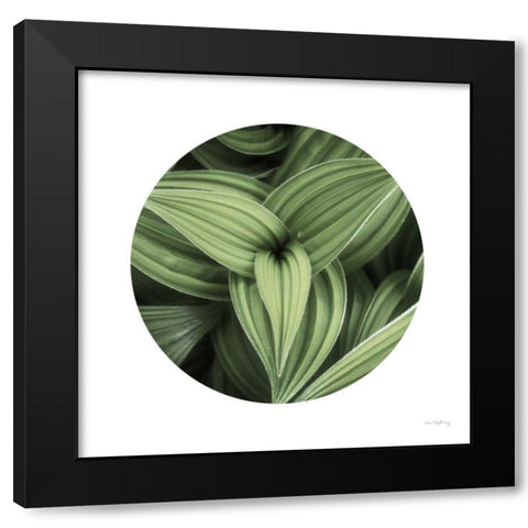 Corn Lily Circle II Black Modern Wood Framed Art Print with Double Matting by Majchrowicz, Alan
