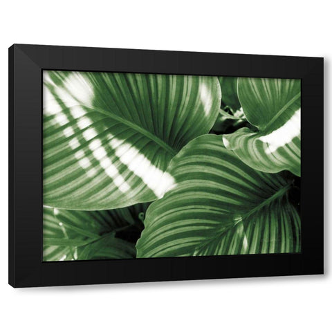 Leaf Abstract V Green Black Modern Wood Framed Art Print with Double Matting by Goldstein, Ed