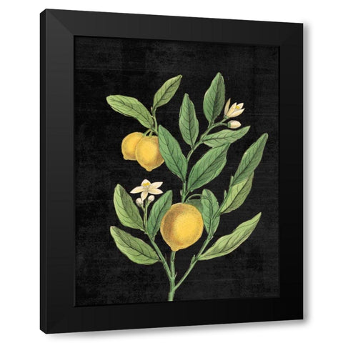 Classic Citrus V Black No Words Black Modern Wood Framed Art Print with Double Matting by Schlabach, Sue