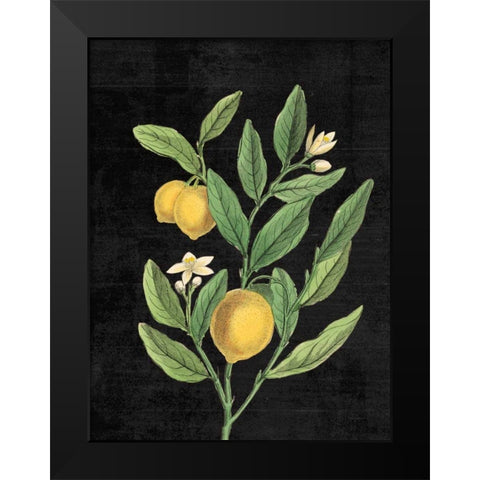 Classic Citrus V Black No Words Black Modern Wood Framed Art Print by Schlabach, Sue