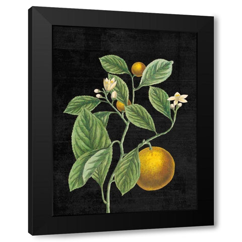 Classic Citrus VI Black No Words Black Modern Wood Framed Art Print with Double Matting by Schlabach, Sue