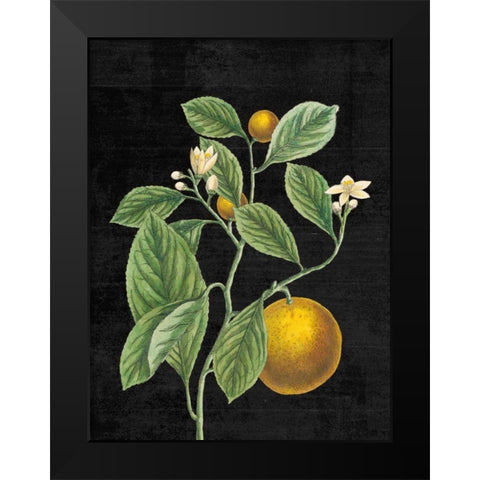 Classic Citrus VI Black No Words Black Modern Wood Framed Art Print by Schlabach, Sue