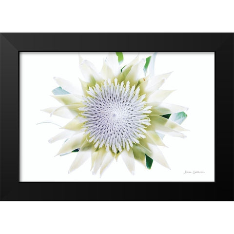 Protea Center I Black Modern Wood Framed Art Print by Catterall, Elise