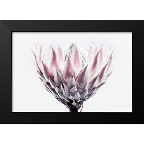 Pale Protea Detail II Black Modern Wood Framed Art Print by Catterall, Elise