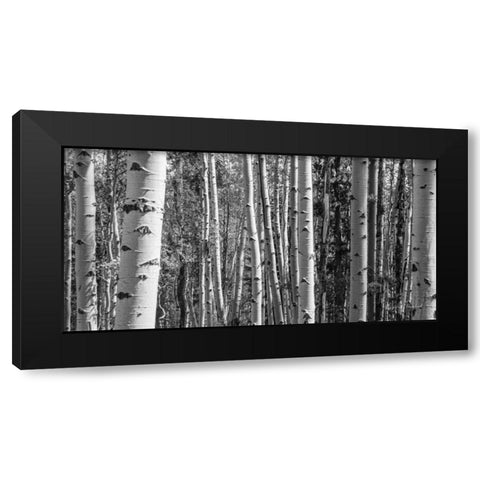 Aspen Grove Black Modern Wood Framed Art Print by Urquhart, Elizabeth