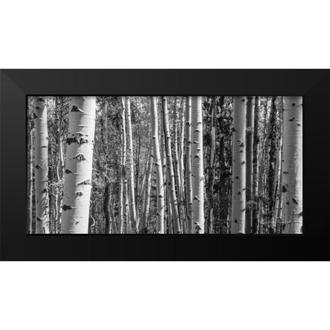Aspen Grove Black Modern Wood Framed Art Print by Urquhart, Elizabeth