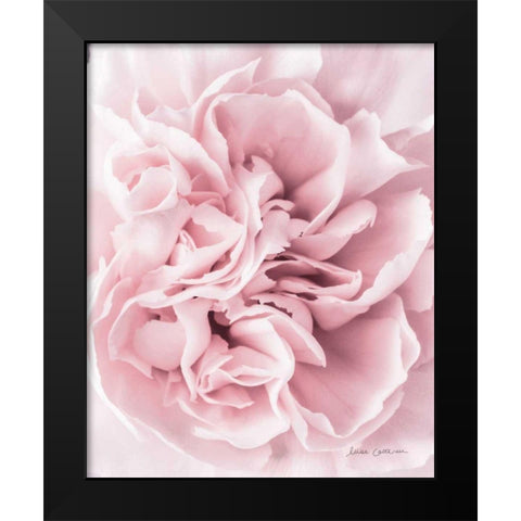 Pink Carnation Crop Black Modern Wood Framed Art Print by Catterall, Elise