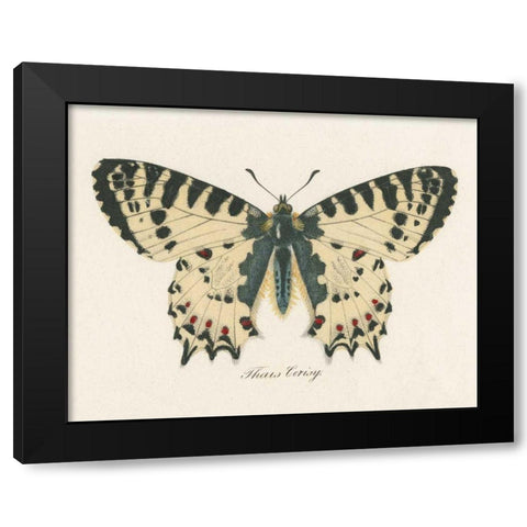 Natures Butterfly I Black Modern Wood Framed Art Print by Wild Apple Portfolio