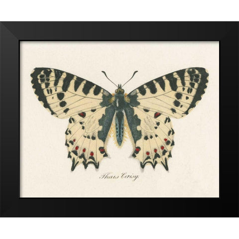 Natures Butterfly I Black Modern Wood Framed Art Print by Wild Apple Portfolio