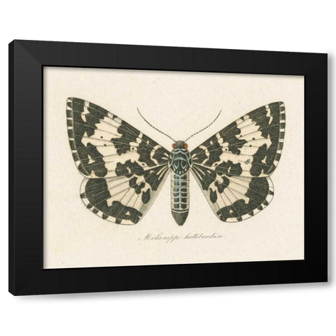 Natures Butterfly II Black Modern Wood Framed Art Print with Double Matting by Wild Apple Portfolio
