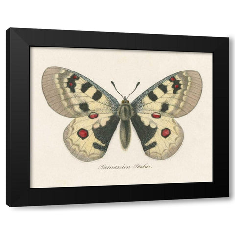 Natures Butterfly III Black Modern Wood Framed Art Print with Double Matting by Wild Apple Portfolio