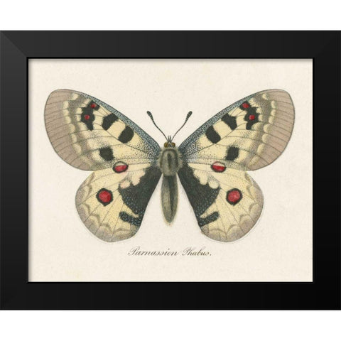 Natures Butterfly III Black Modern Wood Framed Art Print by Wild Apple Portfolio