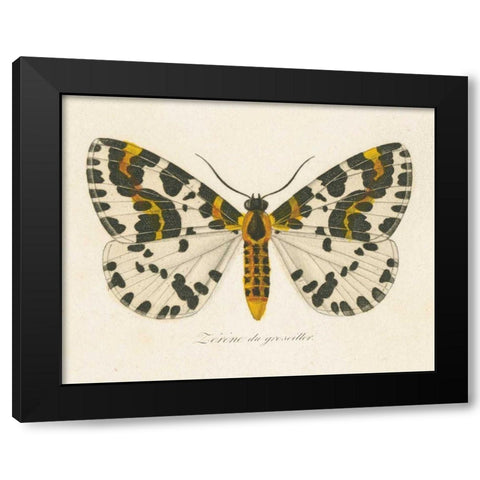 Natures Butterfly IV Black Modern Wood Framed Art Print with Double Matting by Wild Apple Portfolio