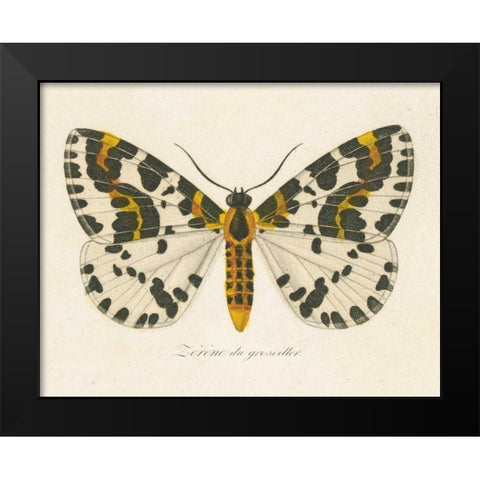 Natures Butterfly IV Black Modern Wood Framed Art Print by Wild Apple Portfolio