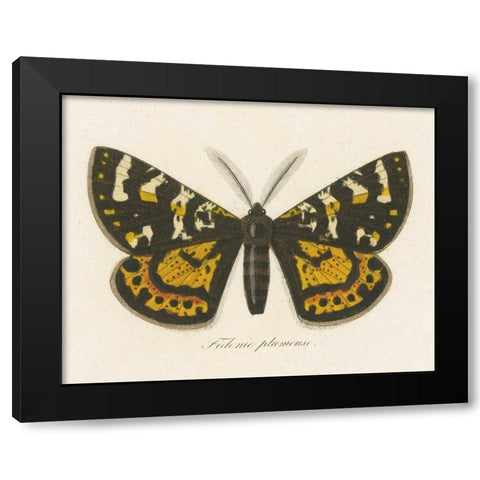 Natures Butterfly V Black Modern Wood Framed Art Print by Wild Apple Portfolio