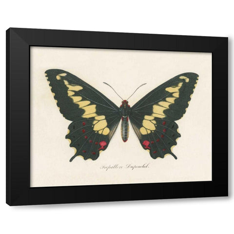 Natures Butterfly VI Black Modern Wood Framed Art Print with Double Matting by Wild Apple Portfolio
