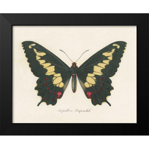 Natures Butterfly VI Black Modern Wood Framed Art Print by Wild Apple Portfolio