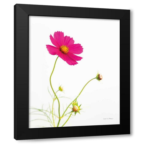Magenta Cosmos I Black Modern Wood Framed Art Print by Van Swearingen, Debra