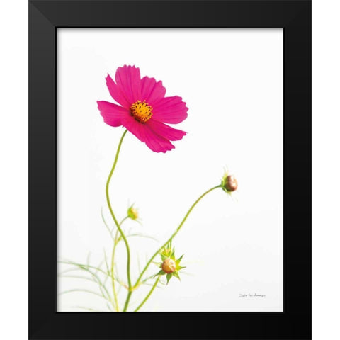 Magenta Cosmos I Black Modern Wood Framed Art Print by Van Swearingen, Debra