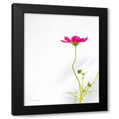 Magenta Cosmos II Black Modern Wood Framed Art Print by Van Swearingen, Debra