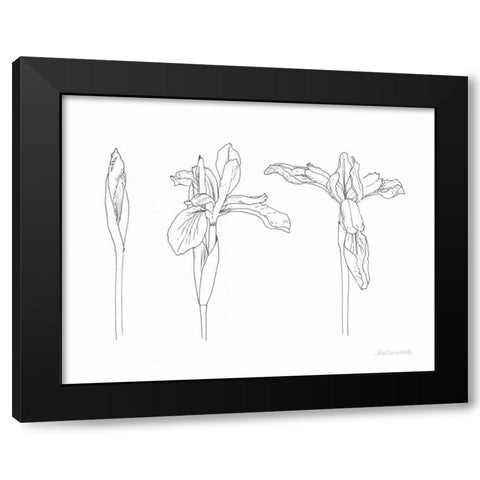 Sketched Iris Black Modern Wood Framed Art Print by Miller, Sara Zieve